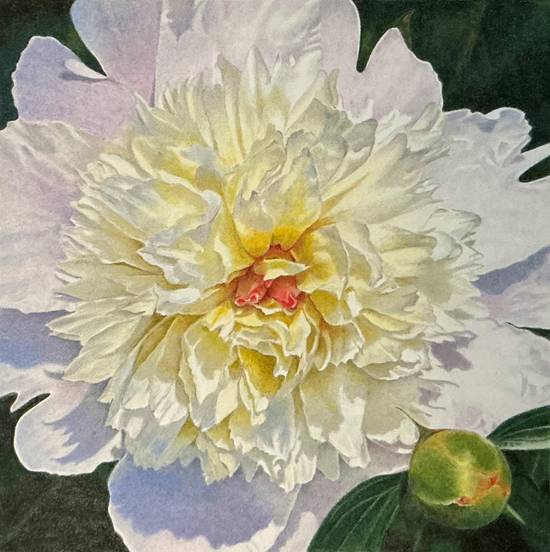Peony