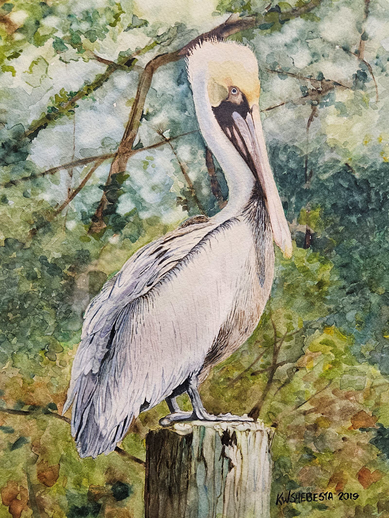 Pelican Brief, a watercolor painting by Keith Shebesta